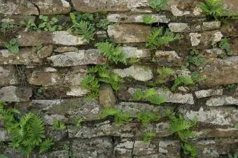 régi kerti fal