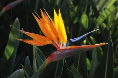 Rostlina Bird of Paradise