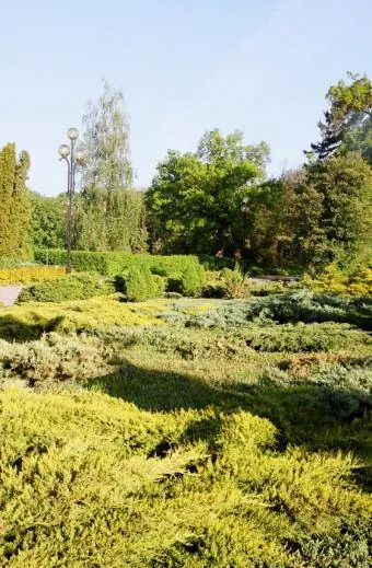 gran plantación de coberturas vegetales