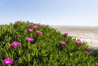 isväxt med rosa blommor