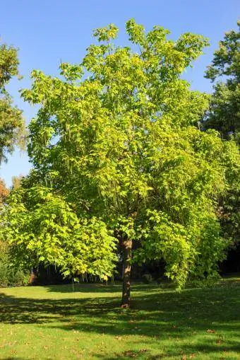 dospelý strom katalpa