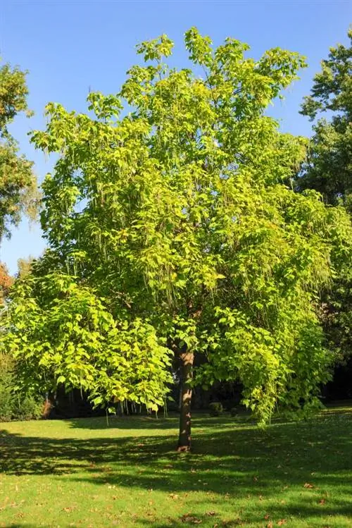 Catalpa medžiai: aprašymas, buveinė, veislės ir problemos