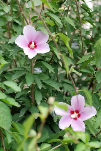 rose ya rose ya sharon shrub