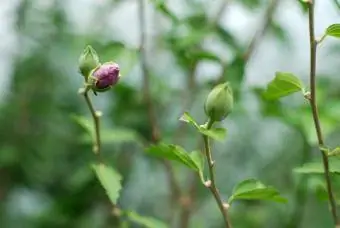 rose-of-sharon gullashga tayyorlanmoqda