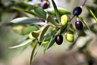 zaļās un melnās olīvas uz koka