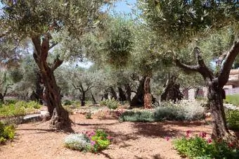 grupo de oliveiras