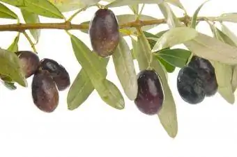 Manzanilla olīvas