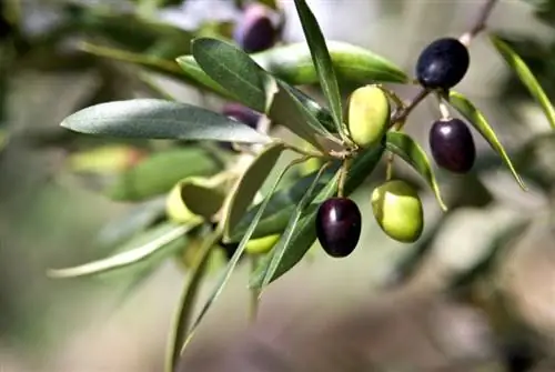 Как да отглеждаме, да се грижим и да берем реколтата от маслинови дървета