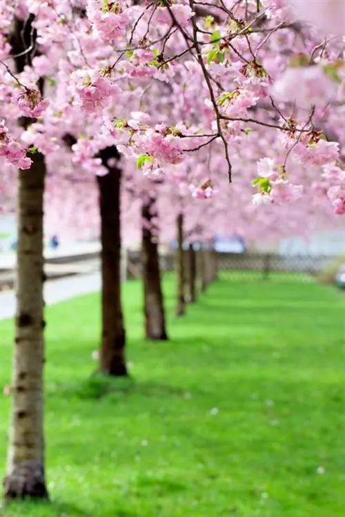 Árbol de cerezo en flor