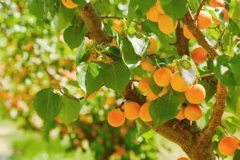 Abricots mûrs sur un arbre dans un verger