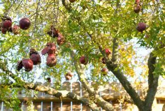 romã madura com fruta