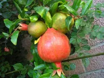 Merveilleuse variété de grenade