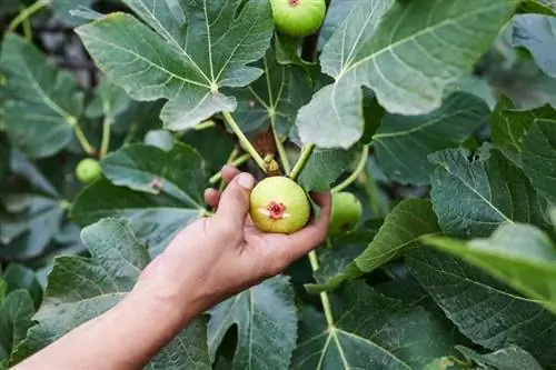 Udhëzues për kujdesin e fikut për një korrje të bollshme