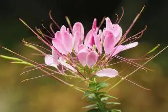 Hermosa Cleome hassleriana en flor