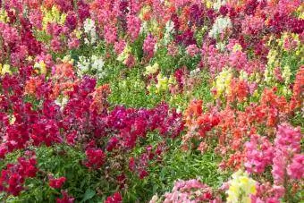 Flores de boca de dragón multicolores bajo la suave luz del sol en primavera