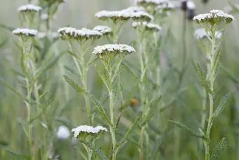 Flores de milenrama blanca