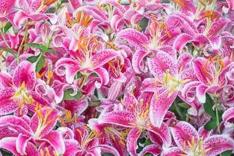 Pink Stargazer Lilies في إزهار كامل