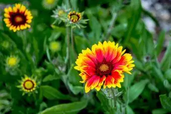 Gaillardia bloei in die buitelug