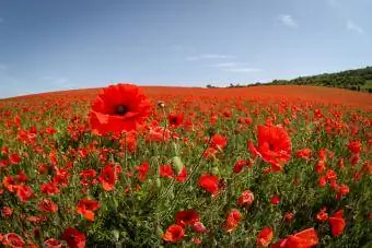 Campo di piante erbacee e papaveri