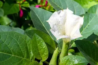 Datura ประจำปีสีขาว