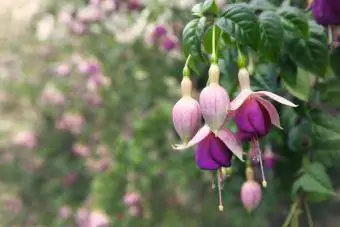 Pienk en pers fuchsia in blom in 'n tuin