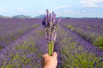 Ruka osoby, ktorá drží kvety levandule