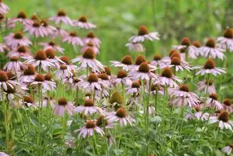 Coneflowers en el campo