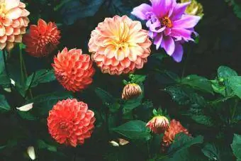 Dahlia berwarna-warni bermekaran