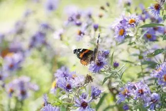 Rooi Admiraalvlinder in asterblomme