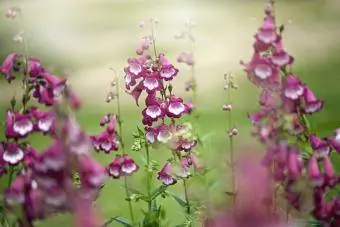 Ryškios rožinės vasaros Penstemon gėlės