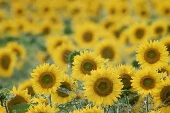 campo de girasoles