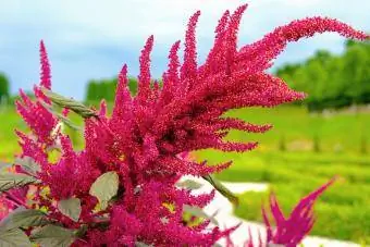 Bunga amaranth merah besar yang cantik