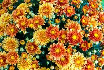 Rudens popietę visiškai žydi chrizantemos