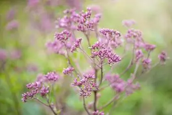 Eupatorium maculatum blomme