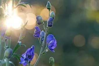 Purple Monkshood