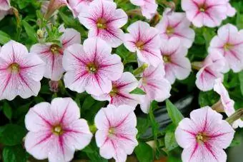 Petunia Merah Jambu Mekar di Luar