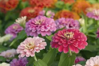 Zinnias de tonos rosados