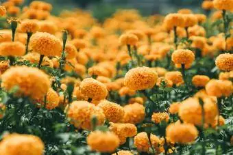 Fiori di calendula arancione