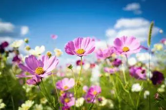 Flores del cosmos en plena floración.