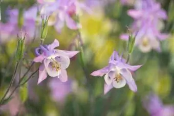 Columbine virágok a mezőn