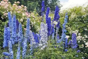 Kék delphinium virágok és rózsák nyílnak a nyári kertben