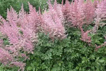 Pienk astilbe in blom in 'n tuin