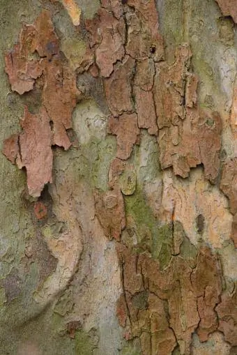 exfoliating sycamore bark