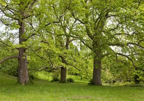 Plakano medžių priežiūra, aprašymas, veislės ir problemos