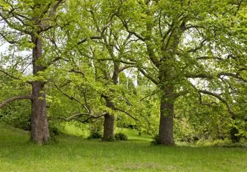 Sycamore koku kopšana, apraksts, šķirnes un problēmas