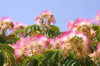 fiori e foglie di mimosa