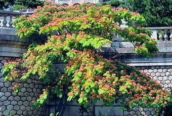 Albero di mimosa rosa