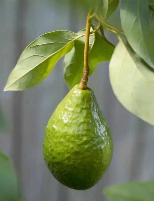 Wie man einen Avocadobaum züchtet