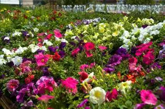 Canteiros de flores anuais reduzem a grama.