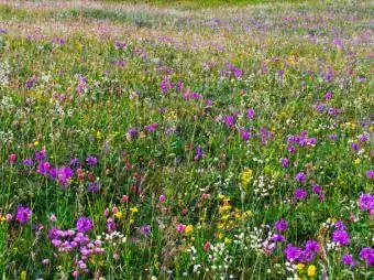 prado de flores silvestres